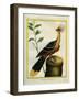 Kalij Pheasant-Georges-Louis Buffon-Framed Giclee Print