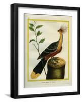 Kalij Pheasant-Georges-Louis Buffon-Framed Giclee Print