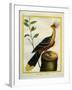 Kalij Pheasant-Georges-Louis Buffon-Framed Giclee Print