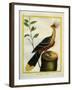 Kalij Pheasant-Georges-Louis Buffon-Framed Giclee Print