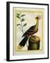 Kalij Pheasant-Georges-Louis Buffon-Framed Giclee Print