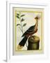 Kalij Pheasant-Georges-Louis Buffon-Framed Giclee Print