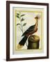 Kalij Pheasant-Georges-Louis Buffon-Framed Giclee Print