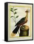 Kalij Pheasant-Georges-Louis Buffon-Framed Stretched Canvas