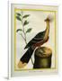 Kalij Pheasant-Georges-Louis Buffon-Framed Giclee Print