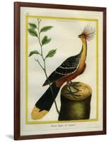 Kalij Pheasant-Georges-Louis Buffon-Framed Giclee Print