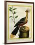 Kalij Pheasant-Georges-Louis Buffon-Framed Giclee Print