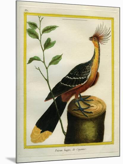 Kalij Pheasant-Georges-Louis Buffon-Mounted Giclee Print