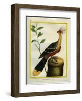 Kalij Pheasant-Georges-Louis Buffon-Framed Giclee Print