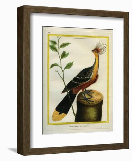 Kalij Pheasant-Georges-Louis Buffon-Framed Giclee Print