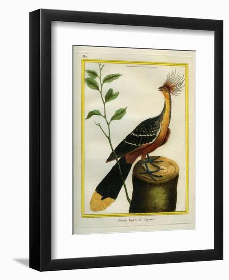 Kalij Pheasant-Georges-Louis Buffon-Framed Giclee Print