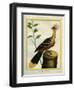 Kalij Pheasant-Georges-Louis Buffon-Framed Giclee Print