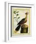 Kalij Pheasant-Georges-Louis Buffon-Framed Giclee Print