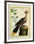 Kalij Pheasant-Georges-Louis Buffon-Framed Giclee Print