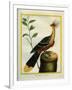 Kalij Pheasant-Georges-Louis Buffon-Framed Giclee Print