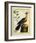 Kalij Pheasant-Georges-Louis Buffon-Framed Premium Giclee Print