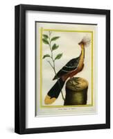 Kalij Pheasant-Georges-Louis Buffon-Framed Premium Giclee Print