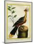 Kalij Pheasant-Georges-Louis Buffon-Mounted Premium Giclee Print