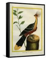 Kalij Pheasant-Georges-Louis Buffon-Framed Stretched Canvas