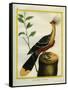 Kalij Pheasant-Georges-Louis Buffon-Framed Stretched Canvas