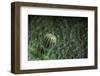 Kallima Inachus (Orange Oakleaf, Dead Leaf Butterfly) - Egg-Paul Starosta-Framed Photographic Print