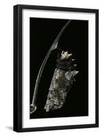 Kallima Inachus (Orange Oakleaf, Dead Leaf Butterfly) - Pupa-Paul Starosta-Framed Photographic Print