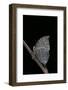 Kallima Inachus (Orange Oakleaf, Dead Leaf Butterfly)-Paul Starosta-Framed Photographic Print