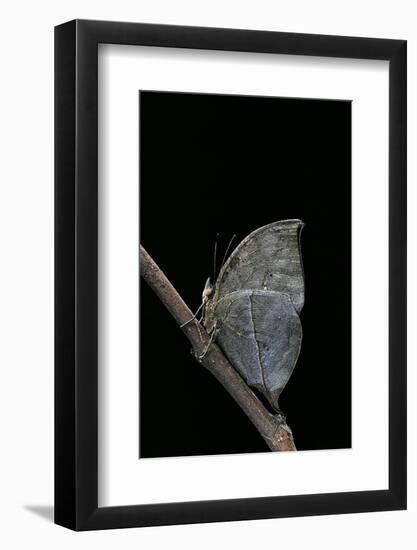 Kallima Inachus (Orange Oakleaf, Dead Leaf Butterfly)-Paul Starosta-Framed Photographic Print