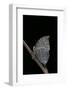 Kallima Inachus (Orange Oakleaf, Dead Leaf Butterfly)-Paul Starosta-Framed Photographic Print