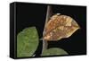 Kallima Paralekta (Indian Leafwing, Malayan Leafwing Butterfly)-Paul Starosta-Framed Stretched Canvas