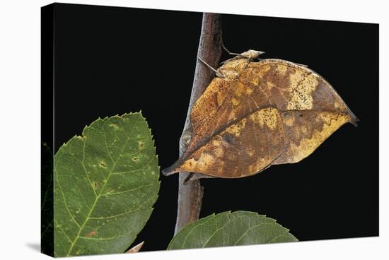 Kallima Paralekta (Indian Leafwing, Malayan Leafwing Butterfly)-Paul Starosta-Stretched Canvas