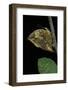 Kallima Paralekta (Indian Leafwing, Malayan Leafwing Butterfly)-Paul Starosta-Framed Photographic Print