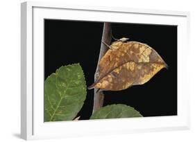 Kallima Paralekta (Indian Leafwing, Malayan Leafwing Butterfly)-Paul Starosta-Framed Photographic Print