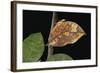 Kallima Paralekta (Indian Leafwing, Malayan Leafwing Butterfly)-Paul Starosta-Framed Photographic Print