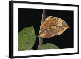 Kallima Paralekta (Indian Leafwing, Malayan Leafwing Butterfly)-Paul Starosta-Framed Photographic Print