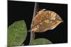 Kallima Paralekta (Indian Leafwing, Malayan Leafwing Butterfly)-Paul Starosta-Mounted Photographic Print