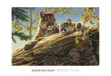 Front Range Cougar-Kalon Baughan-Art Print