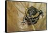 Kaloula Pulchra (Banded Bullfrog)-Paul Starosta-Framed Stretched Canvas