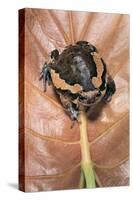 Kaloula Pulchra (Banded Bullfrog)-Paul Starosta-Stretched Canvas