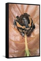 Kaloula Pulchra (Banded Bullfrog)-Paul Starosta-Framed Stretched Canvas