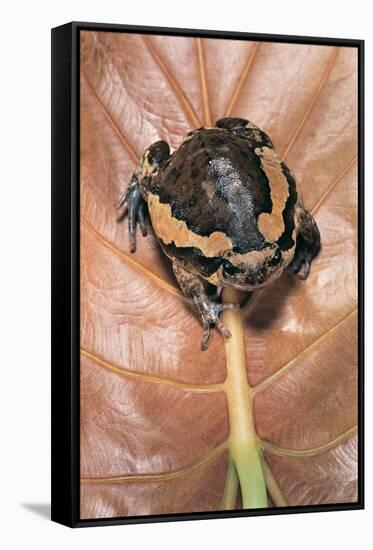 Kaloula Pulchra (Banded Bullfrog)-Paul Starosta-Framed Stretched Canvas