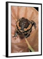 Kaloula Pulchra (Banded Bullfrog)-Paul Starosta-Framed Premium Photographic Print