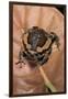 Kaloula Pulchra (Banded Bullfrog)-Paul Starosta-Framed Premium Photographic Print