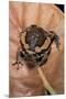 Kaloula Pulchra (Banded Bullfrog)-Paul Starosta-Mounted Premium Photographic Print