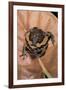 Kaloula Pulchra (Banded Bullfrog)-Paul Starosta-Framed Photographic Print