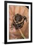 Kaloula Pulchra (Banded Bullfrog)-Paul Starosta-Framed Photographic Print