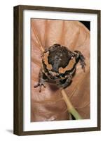 Kaloula Pulchra (Banded Bullfrog)-Paul Starosta-Framed Photographic Print