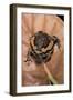 Kaloula Pulchra (Banded Bullfrog)-Paul Starosta-Framed Photographic Print