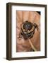 Kaloula Pulchra (Banded Bullfrog)-Paul Starosta-Framed Photographic Print