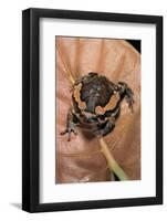 Kaloula Pulchra (Banded Bullfrog)-Paul Starosta-Framed Photographic Print